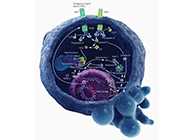 HQL制药、常州隆赛和上海尊龙凯时将配合研新型抗癌药物