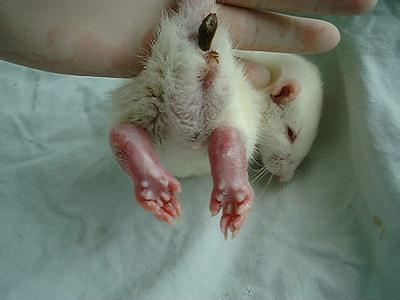 大鼠帕金森氏病动物模子的建设——尊龙凯时生物医药