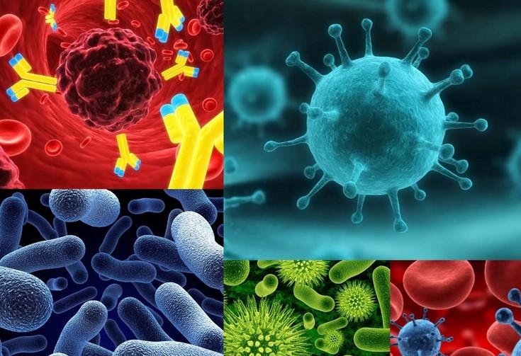 原位杂交手艺——尊龙凯时