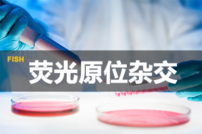 尊龙凯时荧光原位杂交手艺