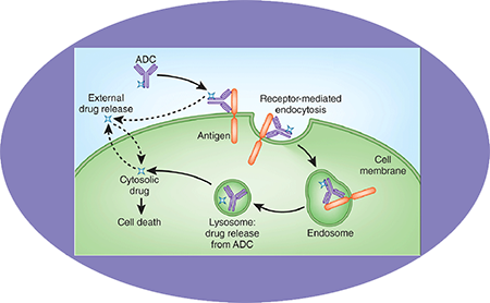 尊龙凯时ADC临床前效劳之ADC作用机制