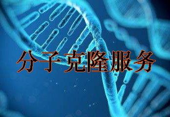 分子克隆手艺效劳