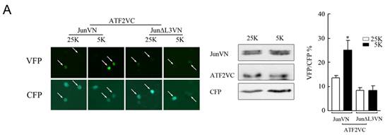双分子荧光互补手艺效劳