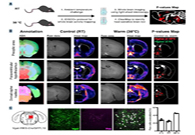 减肥药瞄准新靶点，强效减肥药即未来袭？