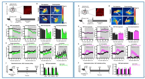 对神经元的激活会镌汰棕色脂肪产能，镌汰身体活动，从而抑制能量的消耗；相反，抑制神经元会提高能量的消耗。
