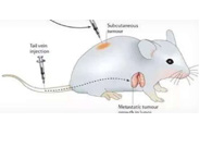 围观:临床前小鼠模子怎样？
