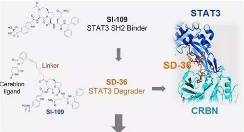 结构优化获得的SH2连系分子SI-109与CRBN连系，获得SD-36