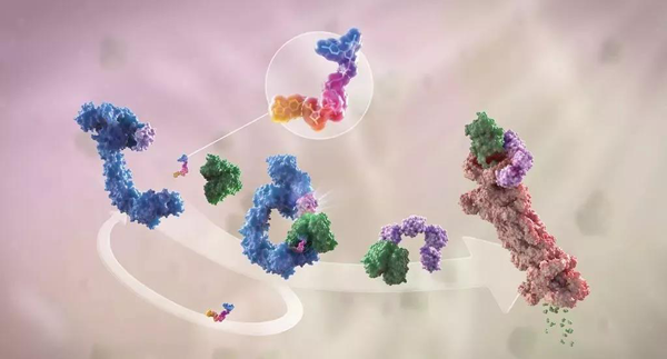 卵白降解剂（多色）连系了1个靶卵白（绿色）和1个E3泛素毗连酶（蓝色），驱动基于卵白酶体（橙色）的靶卵白泛素化（紫色）和降解。