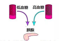 调理血糖稳态，GK负重前行