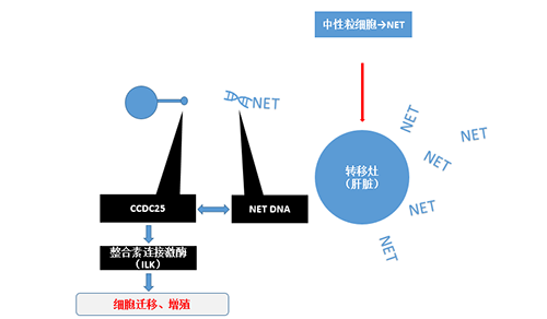 除了纯粹的捕获，NET DNA与CCDC-25的连系还增强了癌细胞的侵袭行为，增进了癌症的肝转移。