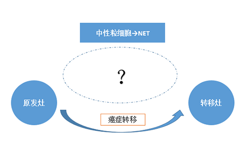 NET可能会通过某些方法“捕获”或“叫醒”癌细胞，从而造成癌细胞的迁徙。