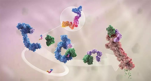 LYTAC出生，与PROTAC并肩作战针对不可成药的靶点