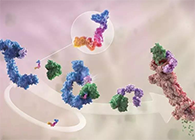 LYTAC出生，与PROTAC并肩作战针对不可成药的靶点