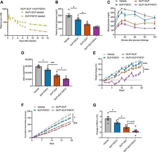 GLP1-ELP-FGF21双激动剂融合卵白对血糖和体重具有有用且一连的作用 尊龙凯时