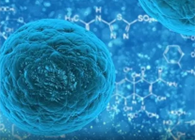 攻克三阴性乳腺癌，蜜蜂毒液竟是要害？