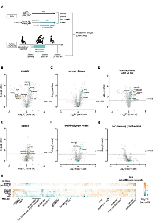 急性运动会改变血浆和淋巴器官的代谢状态 （泉源：e Life）