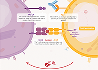 饿了吗？饿一饿原来可以辅助PD-1抑制剂肿瘤免疫治疗