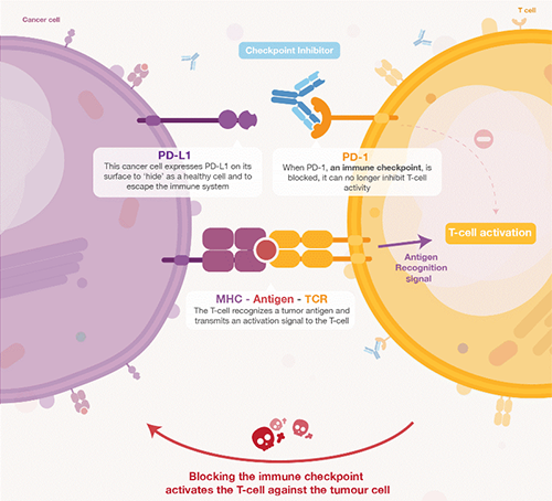 饿了吗？饿一饿原来可以辅助PD-1抑制剂肿瘤免疫治疗 