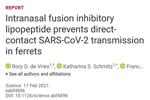 Science速递|鼻喷雾剂可阻止新冠肺炎撒播，在雪貂实验中已初获效果