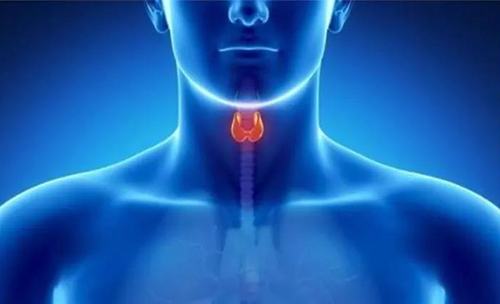 Science速递 | 揭开甲状腺的神秘面纱，开启代谢药物新征程