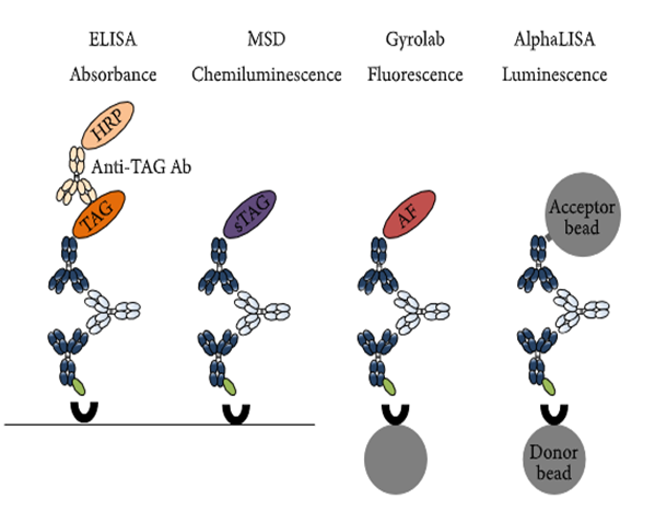 尊龙凯时免疫原性研究四大平台