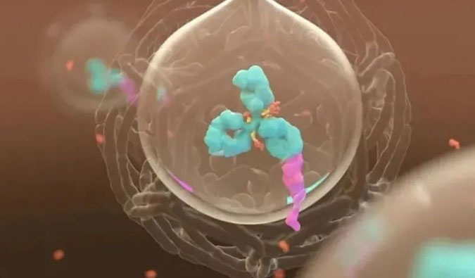 美研 | ADC，为靶向给药而精准深耕