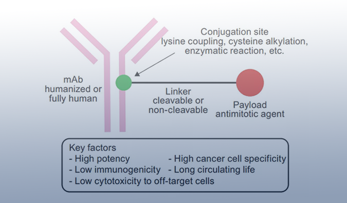 ADC药物：迎接市场热潮，攻破研发壁垒