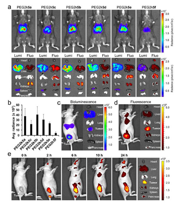 递送和NIR影像，Luc mRNA; Ⅳ and intra-tumoral.jpg