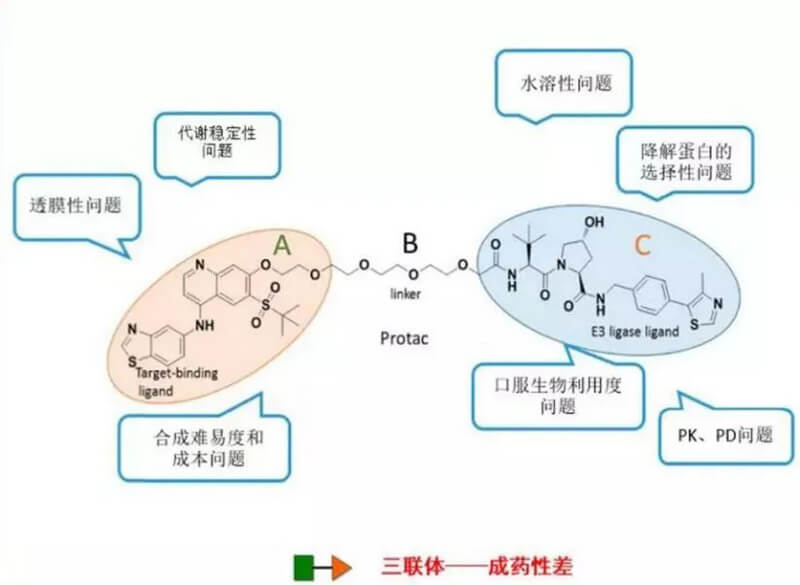 PROTAC分子量较大，消融性较差.jpg