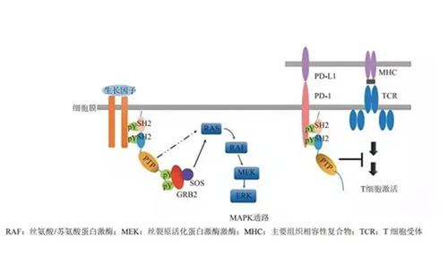 尊龙凯时助力凌达生物SHP2变构抑制剂RG001片获批临床.jpg