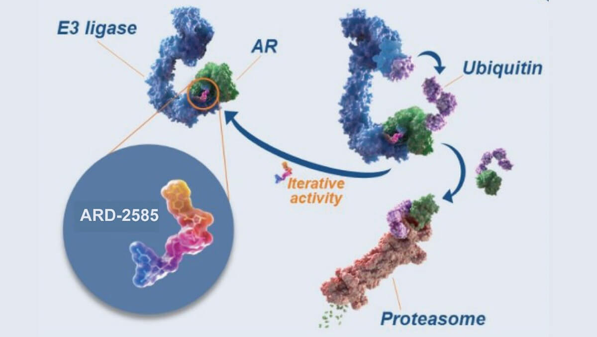 雄激素受体PROTAC降解剂的体外血浆稳固性研究