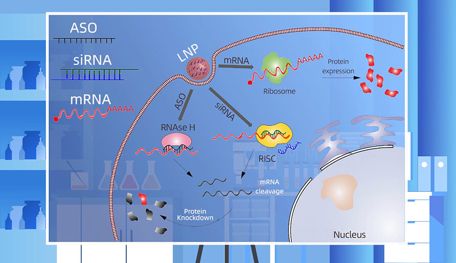 核酸药物的作用机制主要有哪些？