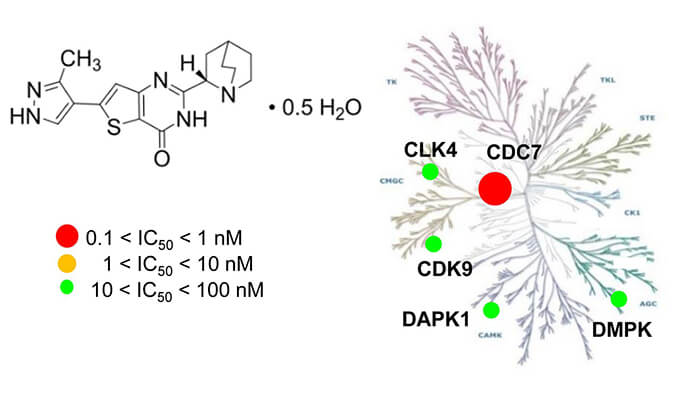 TAK-931是一种高特异性CDC7抑制剂，具有抗肿瘤功效，本研究中体内药效实验通过尊龙凯时举行