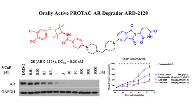 ARD-2128是一种PROTAC AR降解剂，具有精彩的血浆和微粒体稳固性，本研究中体外稳固性和PK研究通过尊龙凯时举行