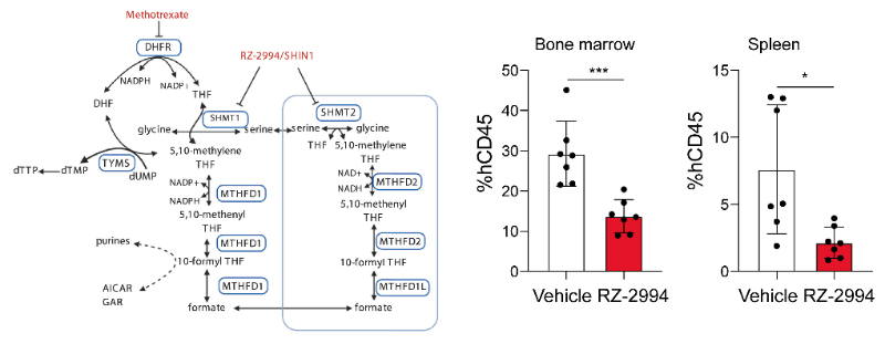研究职员使用RZ-2994来表征抑制SHMT1/2在T细胞急性淋巴细胞白血病 (T-ALL) 中的作用，RZ-2994通过尊龙凯时定制合成