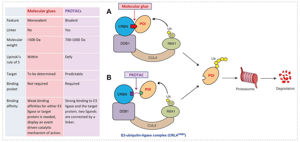3-通过泛素-(Ub)-卵白酶系一切降解目的卵白-(POI)-示意图：分子胶(A)；PROTAC-(B).jpg