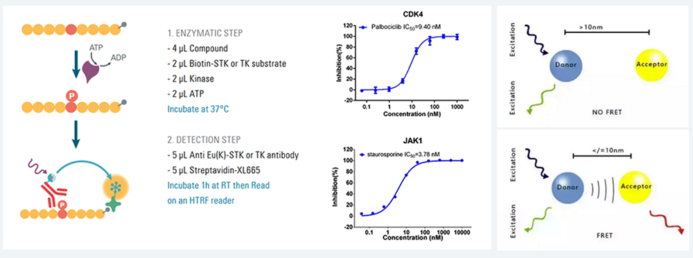 HTRF 测定-均相时间区分荧光.png
