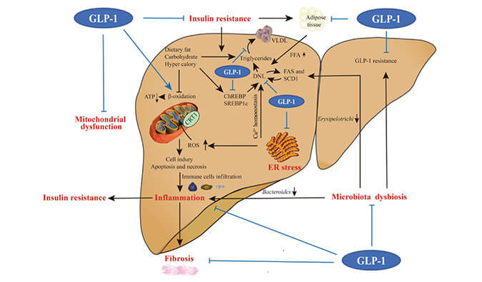 谁将成为 2024年全球生物医药首个黑马？NASH领域突破性药物即将问世？
