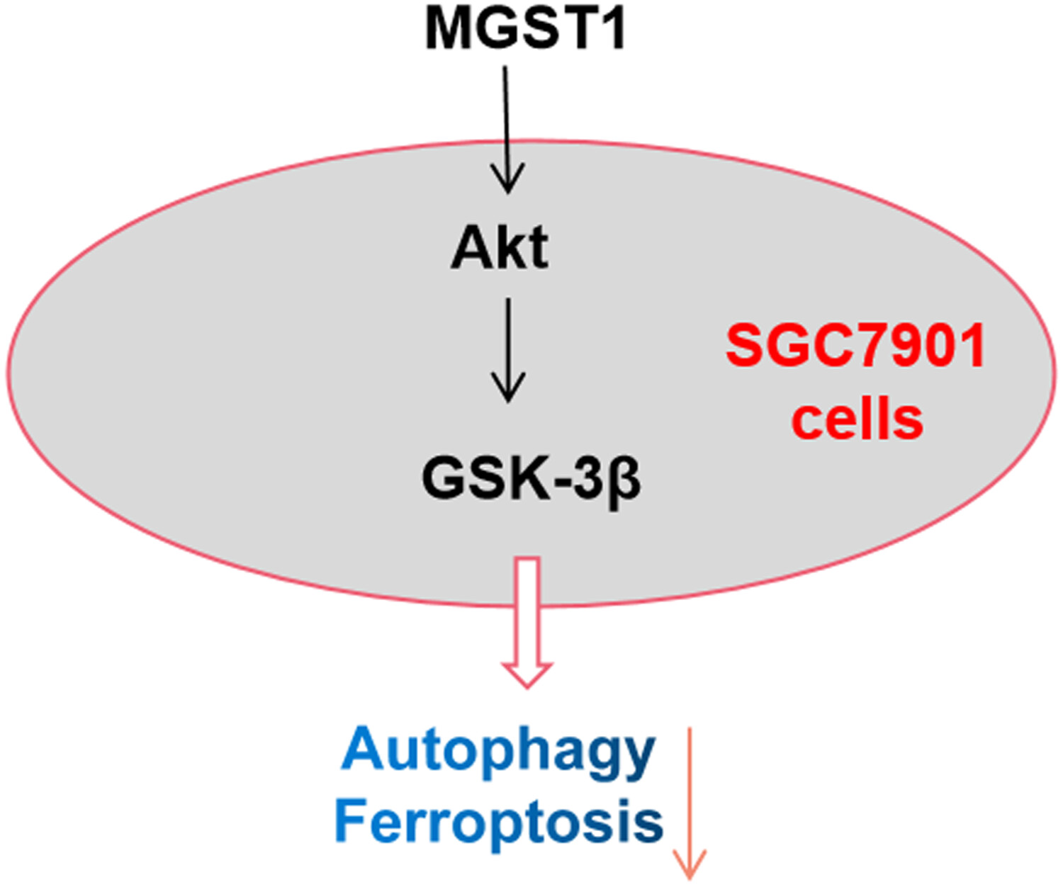 MGST1过表达通过激活Akt/GSK-3β信号通路诱导胃癌细胞增殖，本研究中MGST1过表达等体外实验通过尊龙凯时举行