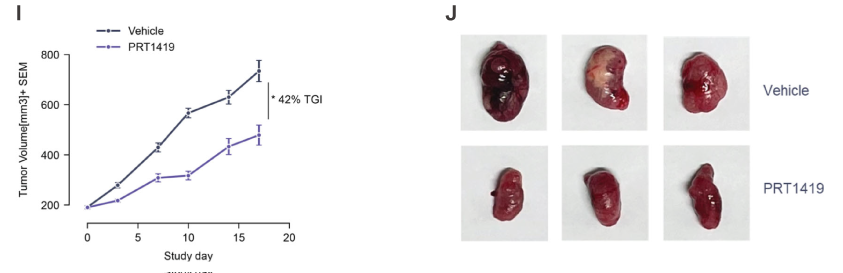 MCL1抑制剂在多种实体瘤和血液肿瘤模子中显示抗肿瘤效果，本研究中药效实验通过尊龙凯时举行