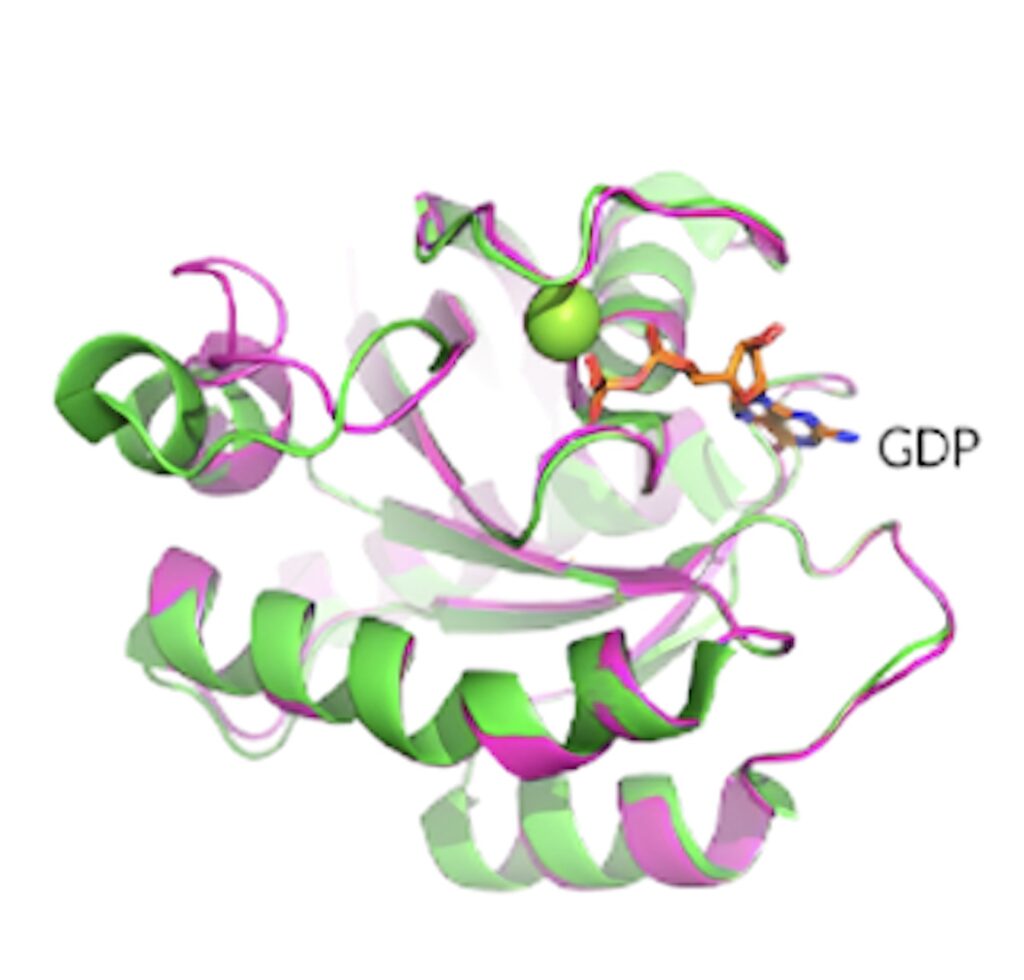 KRAS G12D晶体结构展现了卵白质的构象和 GDP 连系状态。.jpeg